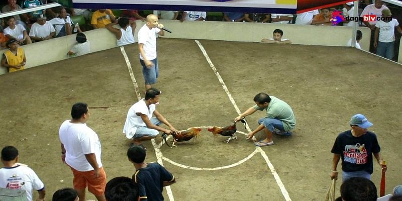 Bỏ túi mẹo chơi đá gà cựa dao bất bại